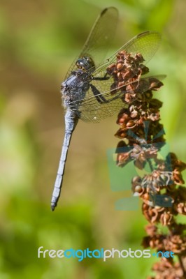 Epaulet Skimmer (orthetrum Chrysostigma) Stock Photo