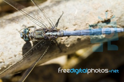 Epaulet Skimmer (orthetrum Chrysostigma) Stock Photo