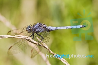 Epaulet Skimmer (orthetrum Chrysostigma) Stock Photo