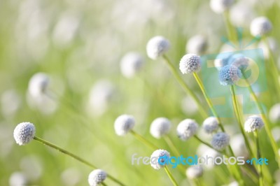 Eriocaulon Henryanum Stock Photo