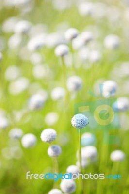 Eriocaulon Henryanum Stock Photo