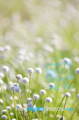 Eriocaulon Henryanum Stock Photo