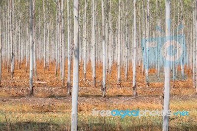 Eucalyptus Plantation Stock Photo