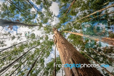 Eucalyptus Tree Against Sky Stock Photo