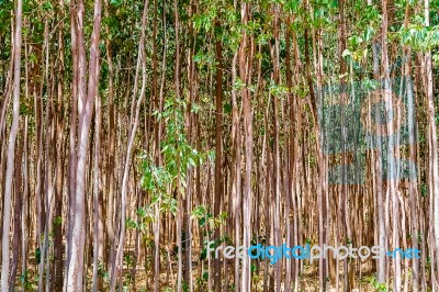 Eucalyptus Trees In Ethiopia Stock Photo