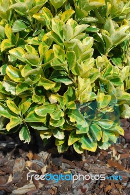 Euonymus Japonicus Called Ovatus Aureus Stock Photo