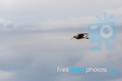 Eurasian Curlew (numenius Arquata) Stock Photo