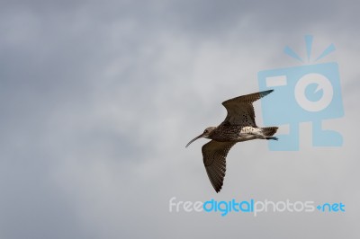 Eurasian Curlew (numenius Arquata) Stock Photo