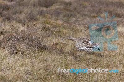 Eurasian Curlew (numenius Arquata) Stock Photo