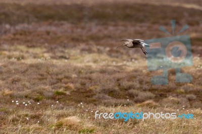 Eurasian Curlew (numenius Arquata) Stock Photo