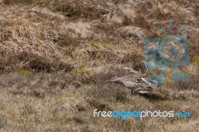 Eurasian Curlew (numenius Arquata) Stock Photo