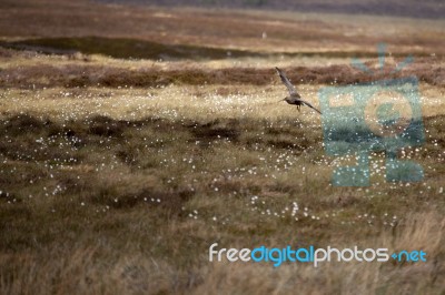 Eurasian Curlew (numenius Arquata) Stock Photo