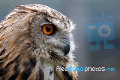 Eurasian Eagle-owl (bubo Bubo) Stock Photo