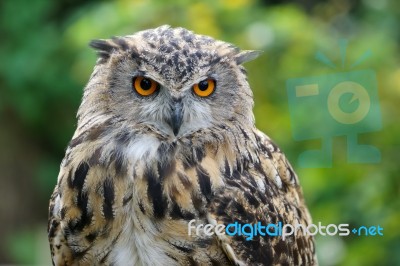 Eurasian Eagle-owl (bubo Bubo) Stock Photo