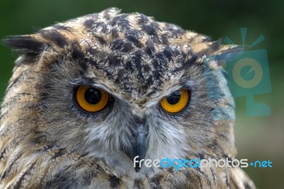 Eurasian Eagle-owl (bubo Bubo) Stock Photo