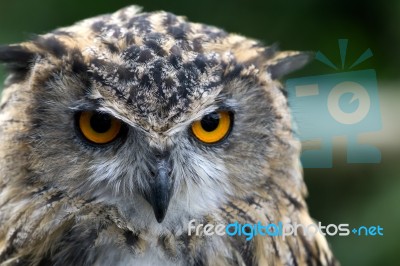 Eurasian Eagle-owl (bubo Bubo) Stock Photo