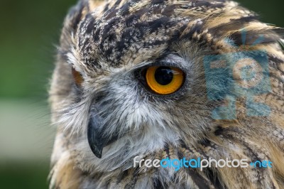 Eurasian Eagle-owl (bubo Bubo) Stock Photo