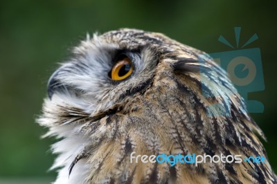 Eurasian Eagle-owl (bubo Bubo) Stock Photo