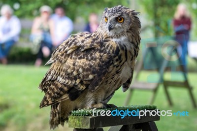 Eurasian Eagle-owl (bubo Bubo) Stock Photo