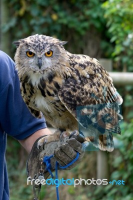 Eurasian Eagle-owl (bubo Bubo) Stock Photo