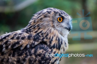 Eurasian Eagle-owl (bubo Bubo) Stock Photo