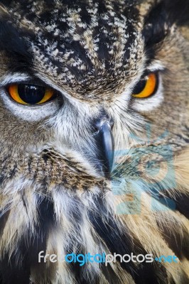 Eurasian Eagle-owl (bubo Bubo) Stock Photo