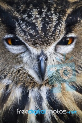 Eurasian Eagle-owl (bubo Bubo) Stock Photo