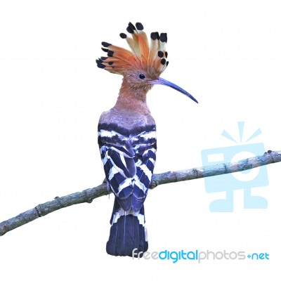 Eurasian Hoopoe Stock Photo