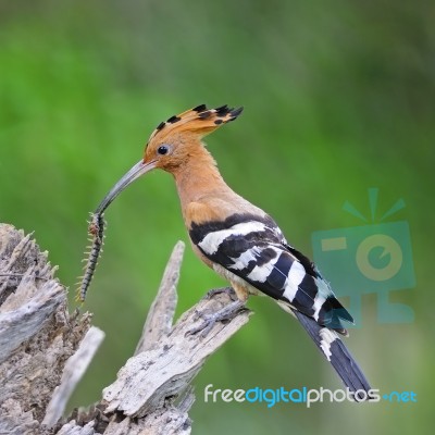 Eurasian Hoopoe Stock Photo