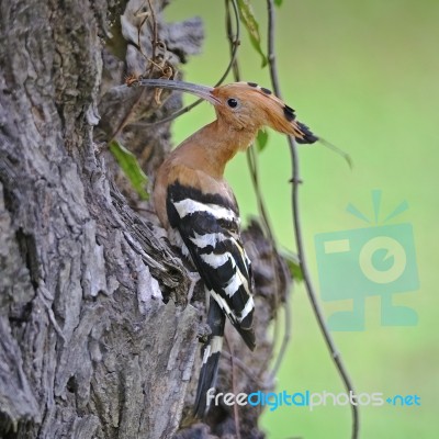 Eurasian Hoopoe Stock Photo