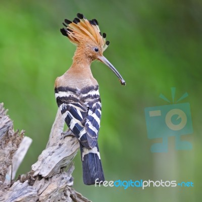 Eurasian Hoopoe Stock Photo