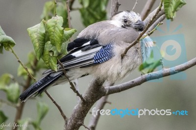 Eurasian Jay Stock Photo