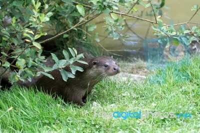 Eurasian Otter (lutra Lutra) Stock Photo