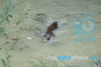 Eurasian Otter (lutra Lutra) Stock Photo