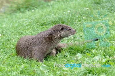 Eurasian Otter (lutra Lutra) Stock Photo