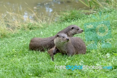 Eurasian Otter (lutra Lutra) Stock Photo