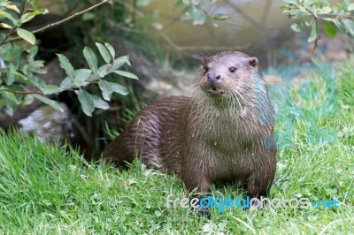 Eurasian Otter (lutra Lutra) Stock Photo