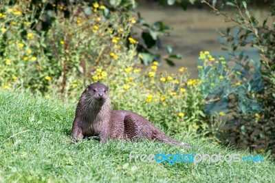 Eurasian Otter (lutra Lutra) Stock Photo