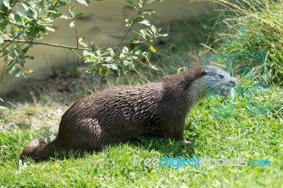 Eurasian Otter (lutra Lutra) Stock Photo