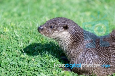 Eurasian Otter (lutra Lutra) Stock Photo