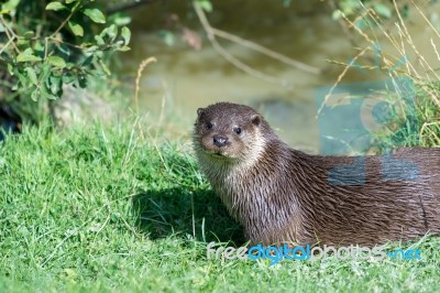 Eurasian Otter (lutra Lutra) Stock Photo