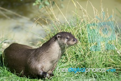 Eurasian Otter (lutra Lutra) Stock Photo