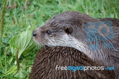 Eurasian Otter (lutra Lutra) Stock Photo