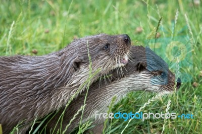 Eurasian Otter (lutra Lutra) Stock Photo