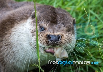 Eurasian Otter (lutra Lutra) Stock Photo