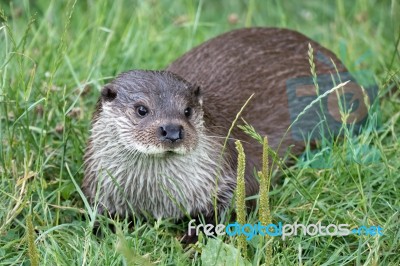 Eurasian Otter (lutra Lutra) Stock Photo