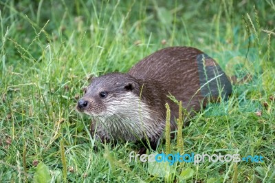 Eurasian Otter (lutra Lutra) Stock Photo