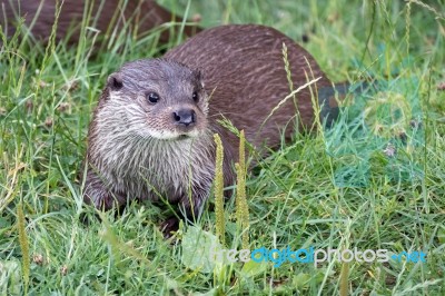 Eurasian Otter (lutra Lutra) Stock Photo