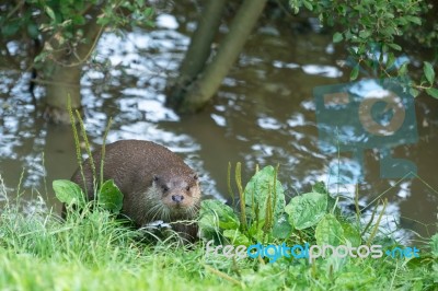 Eurasian Otter (lutra Lutra) Stock Photo