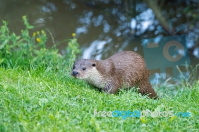 Eurasian Otter (lutra Lutra) Stock Photo